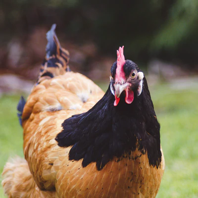 Bulk Chicken Boxes